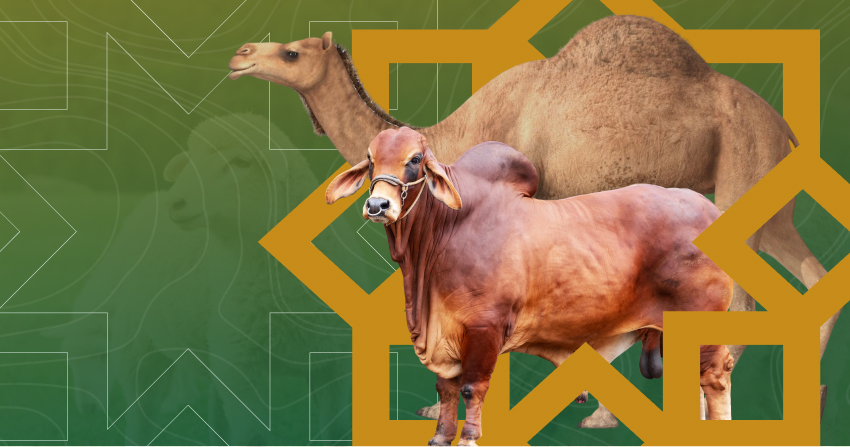 Eid al adha