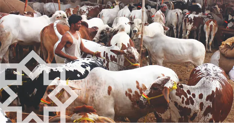 Qurbani in islam