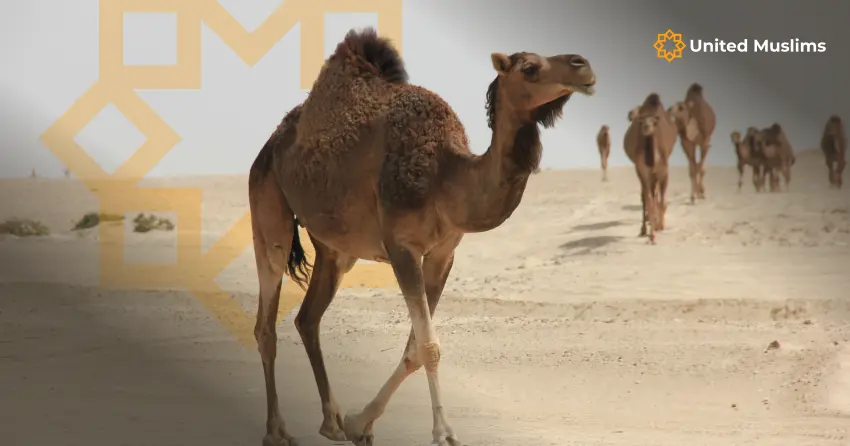 Lessons of compassion